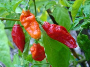 Bhut Jolokia, azaz ghost chili pepper