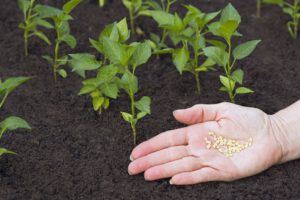 Springtime to-dos: choosing the right paprika variety