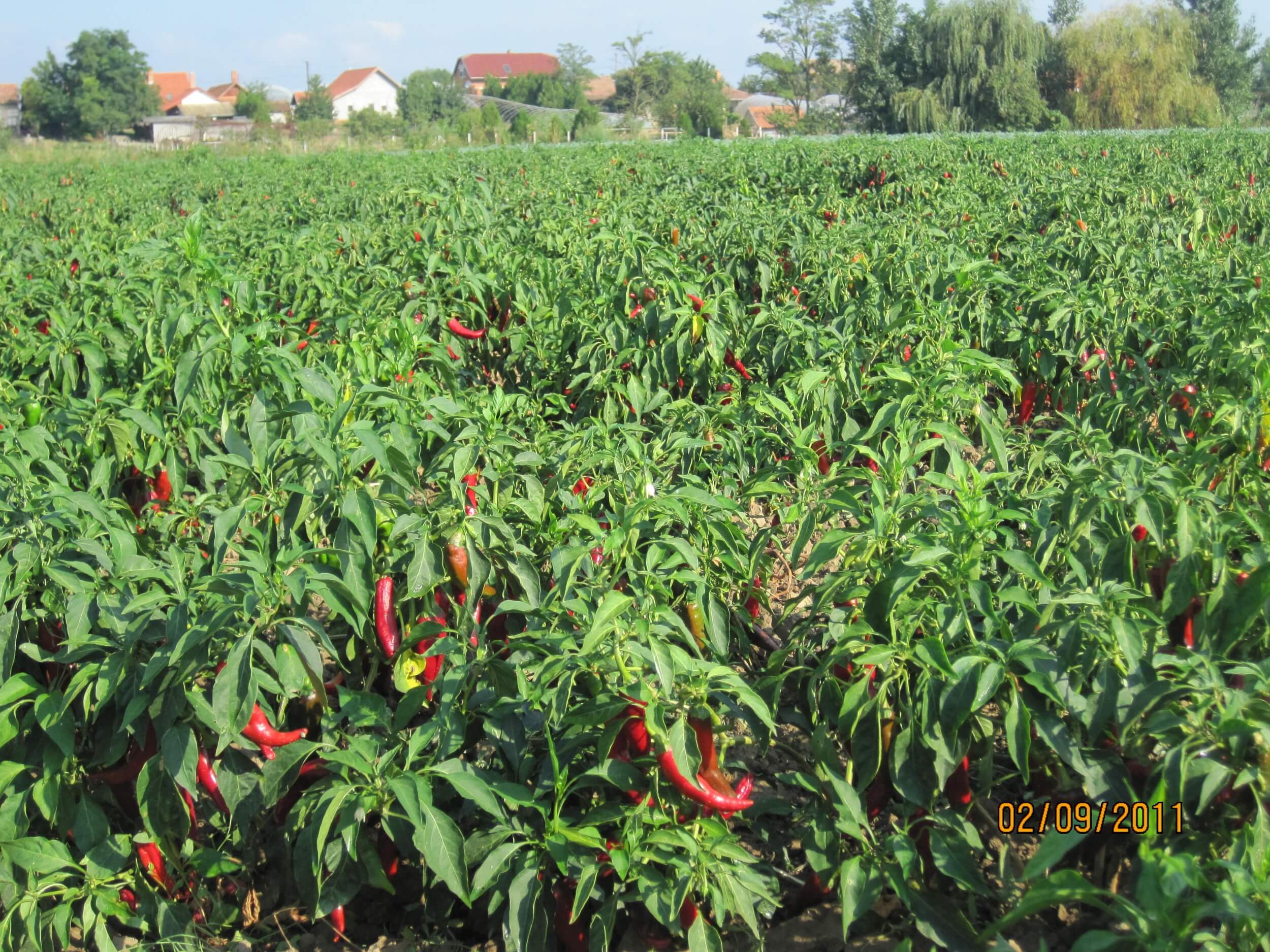 Swallows, paprika and the Blessed Virgin Mary