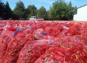 Autumn to-dos: harvest and post-harvest ageing of paprika