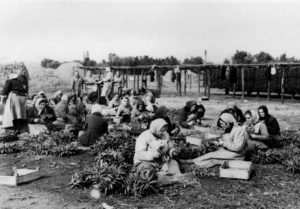 „Why are they treading hard on paprika seeds? Because they’re damn hot.” Paprika processing in the past II.