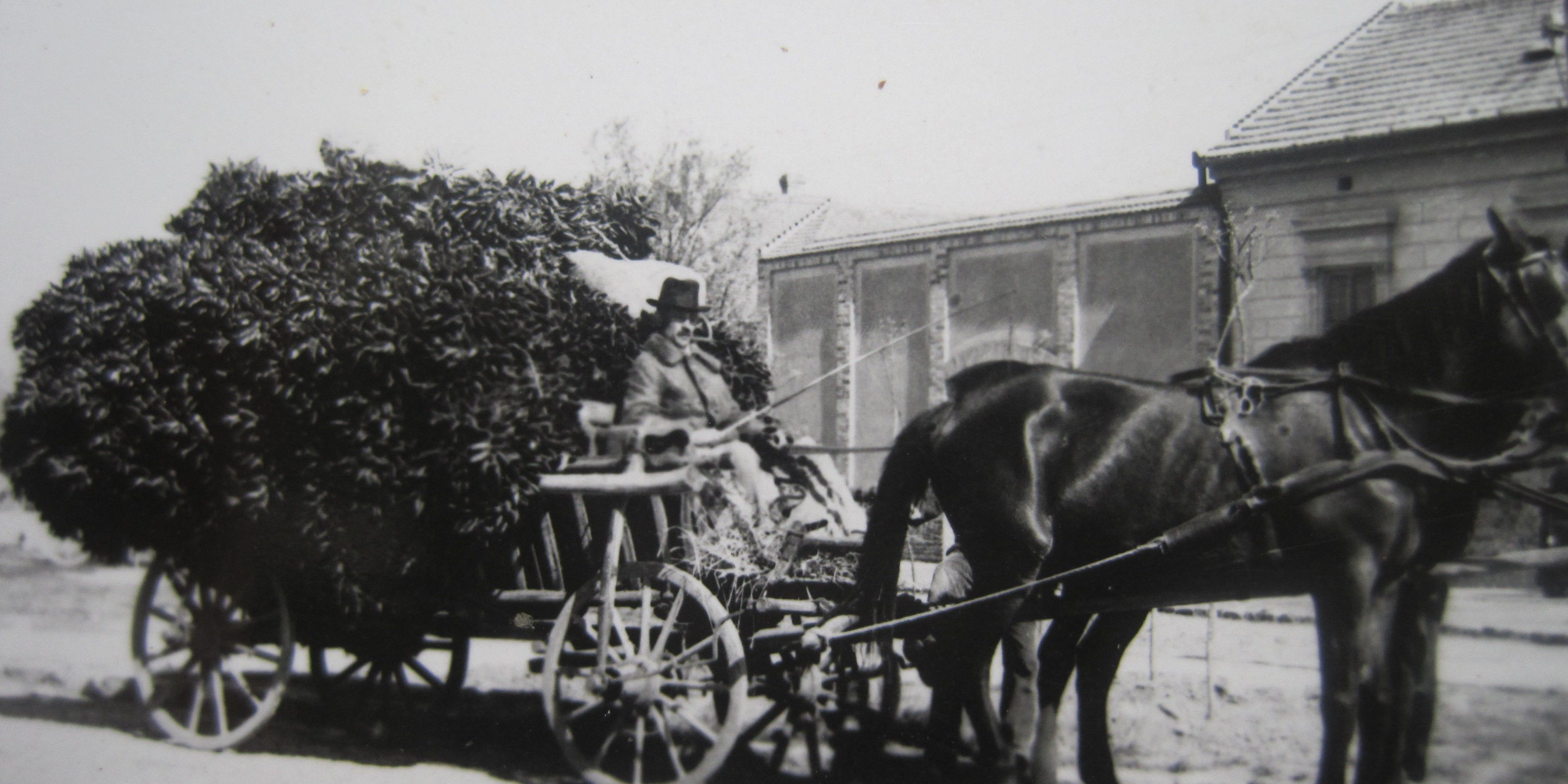 Returning home from paprika market in Szeged 1930