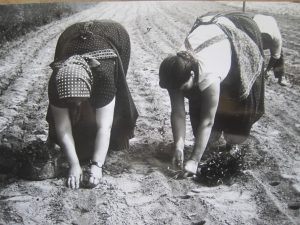 No after lunch nap on planting day