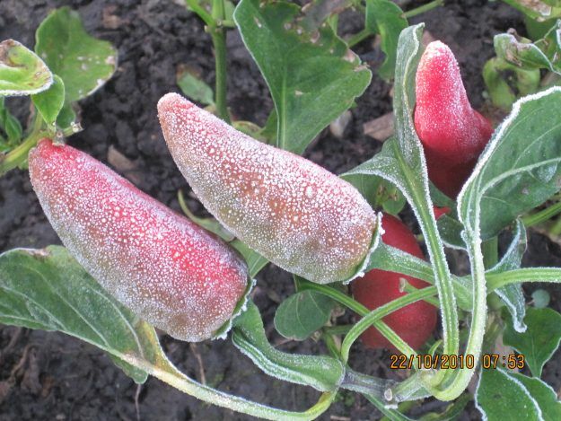 Elfagyott mielőtt beért volna