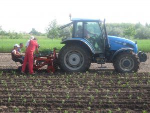 No after lunch nap on planting day