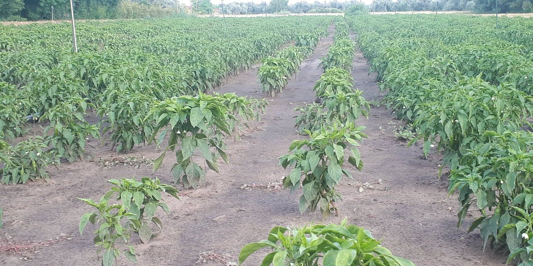 Mid Summer Report the paprikas are getting ripe! PaprikaMolnar