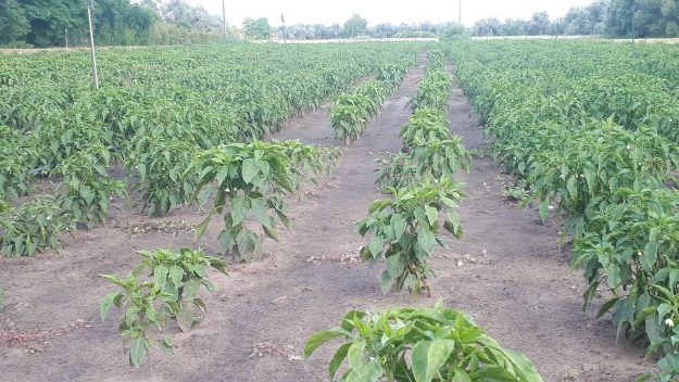 67116565_403861756983290_5404525088504545280_n