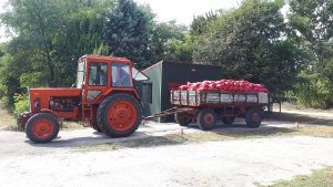 When the swallows are flying out the paprika harvest can start