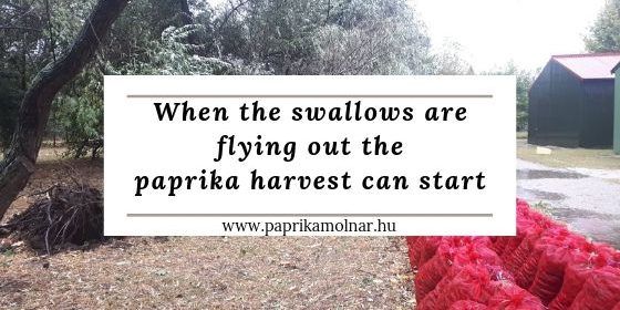 When the swallows are flying out the paprika harvest can start