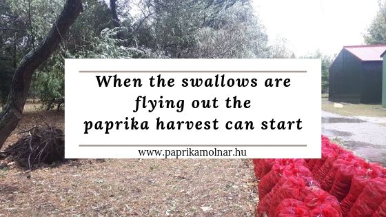 When the swallows are flying out the paprika harvest can start When the swallows are flying out the paprika harvest can start