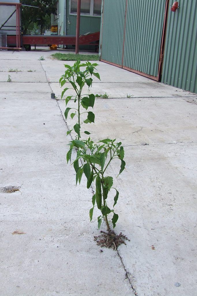 Paprika on concrete floor