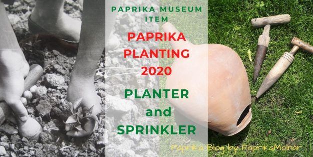 PaprikaMolnár Paprika planting 2020 PaprikaMolnár Paprika planting 2020