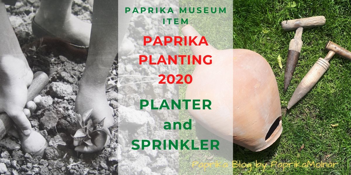 PaprikaMolnár Paprika planting 2020 PaprikaMolnár Paprika planting 2020