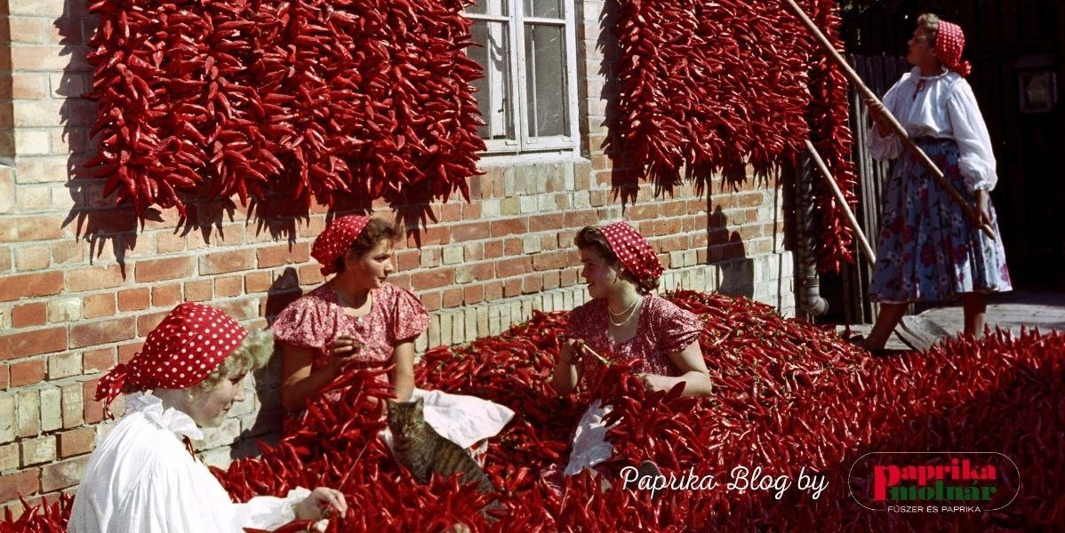 Paprika production Archives PaprikaMolnar