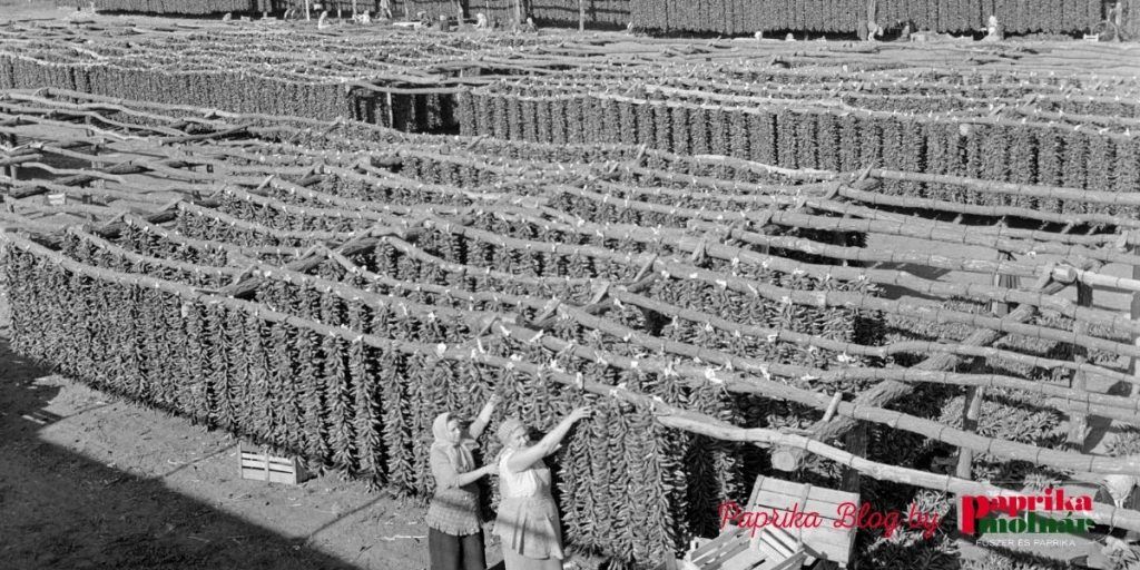 The Book of Paprika_Paprikagarlands in Röszke 1960s