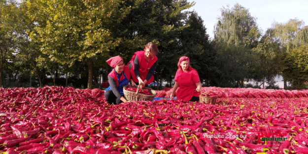 Paprika museum birthday Paprika museum birthday